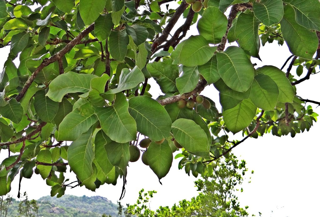 Essential Oil: Mohua/Mahua